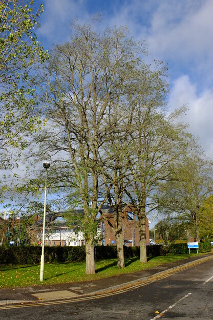 November tree photo