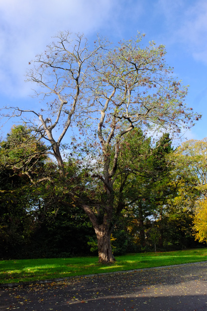 Chancellor's West tree photo