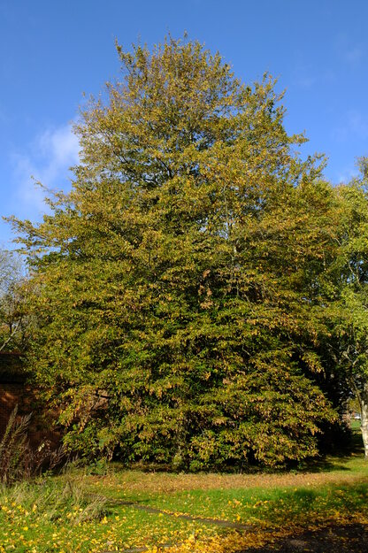 November tree photo