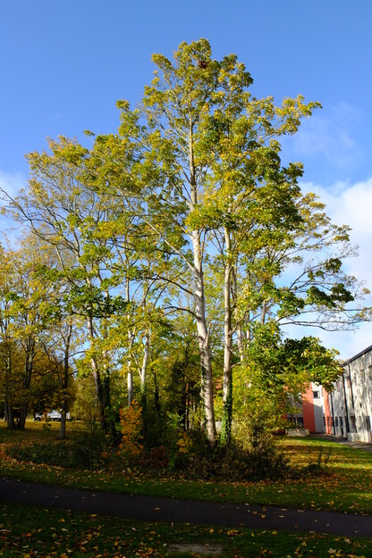 Chancellor's South tree photo