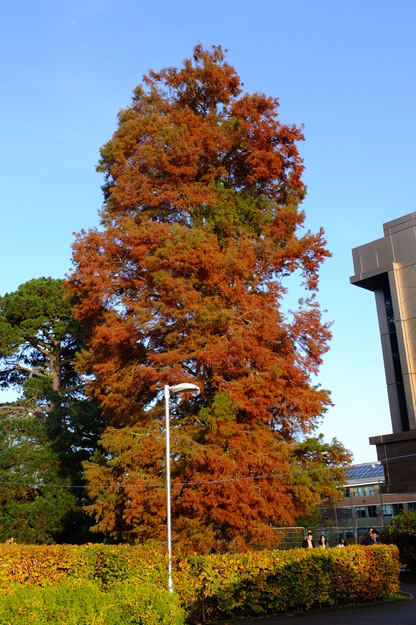 Photo of Taxodium distichum