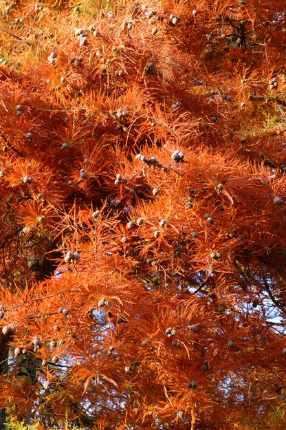 November close-up photo
