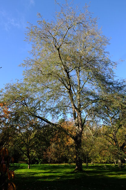 Photo of Nothofagus obliqua