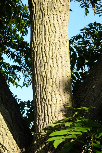 November close-up photo