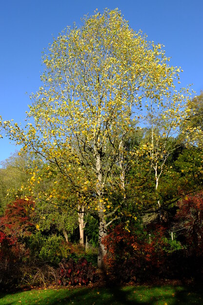 November tree photo