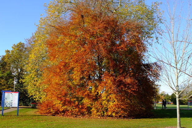 November tree photo