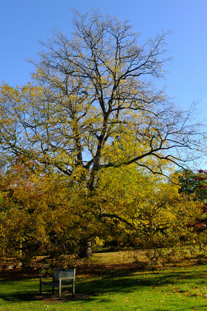 November tree photo