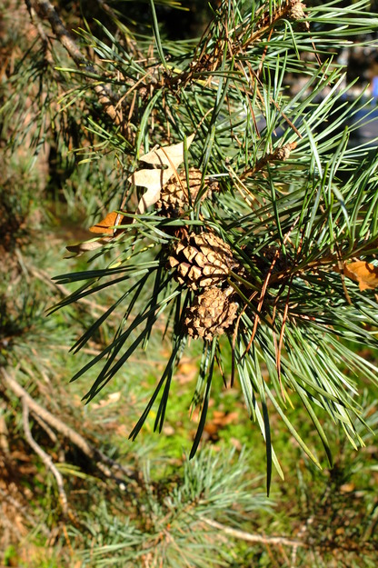 November close-up photo