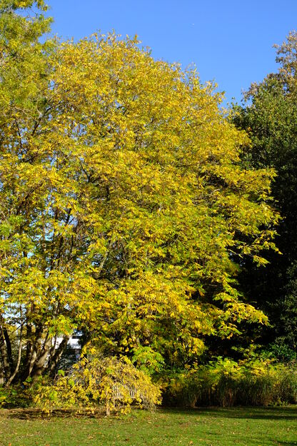 Harris Garden tree photo