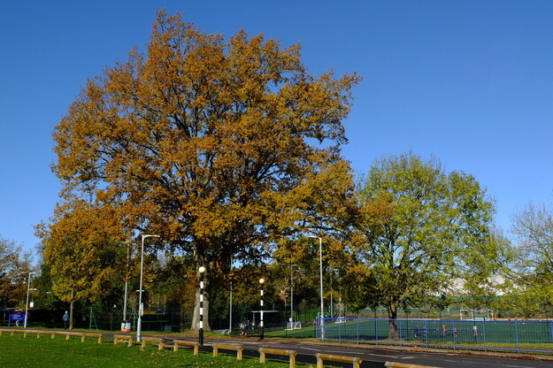 Estates tree photo