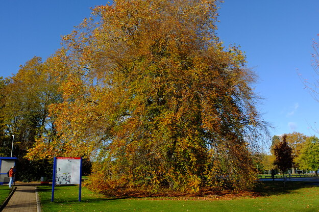 November tree photo