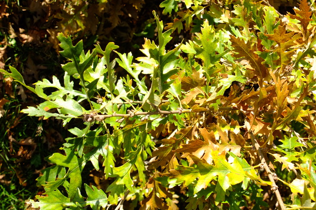 November close-up photo