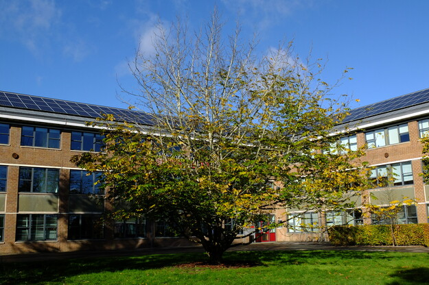 November tree photo
