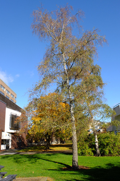 Palmer Quad tree photo