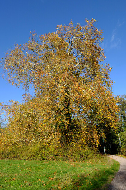 Causeway Bridge tree photo