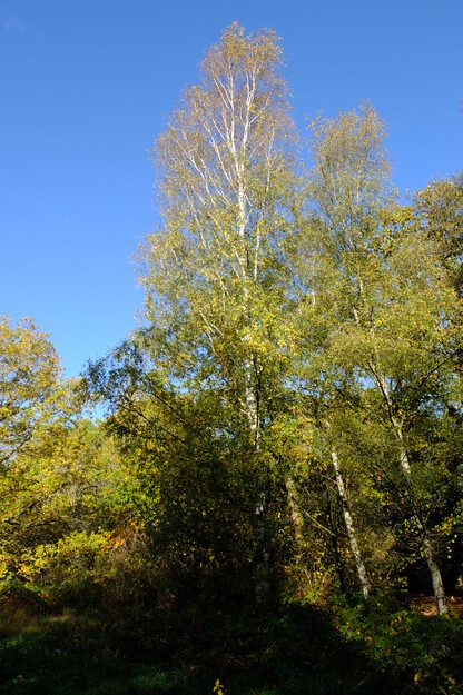 West lakeside tree photo