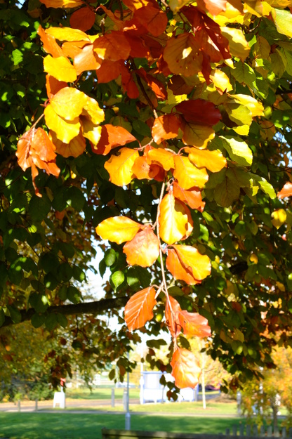 November close-up photo