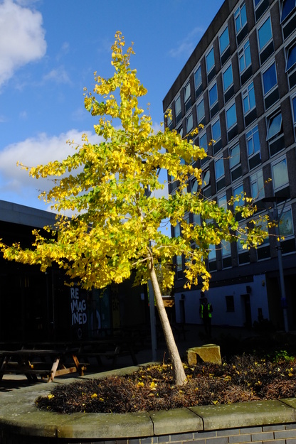 Park Eat tree photo