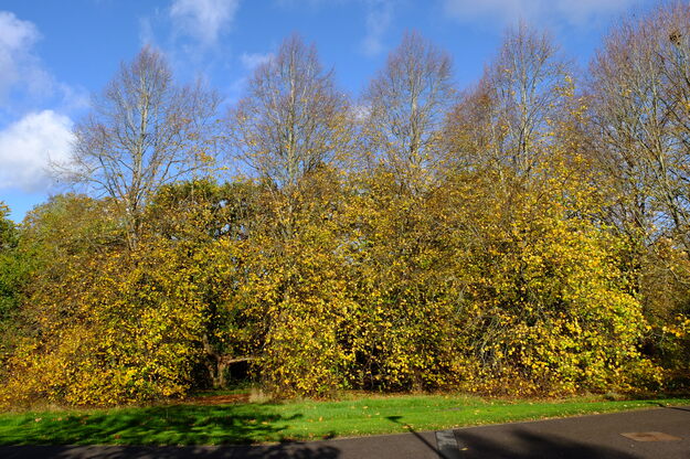 Henley Hill tree photo