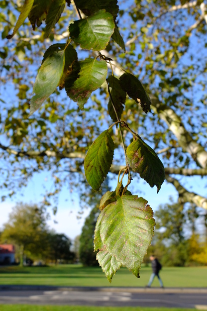 November close-up photo