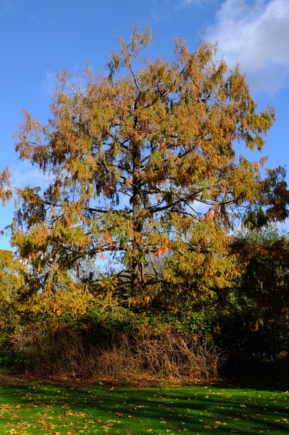 November tree photo