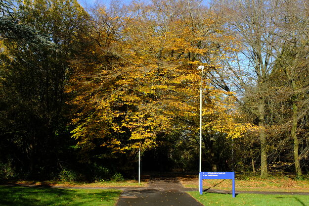 November tree photo