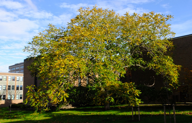 Photo of Juglans mandshurica