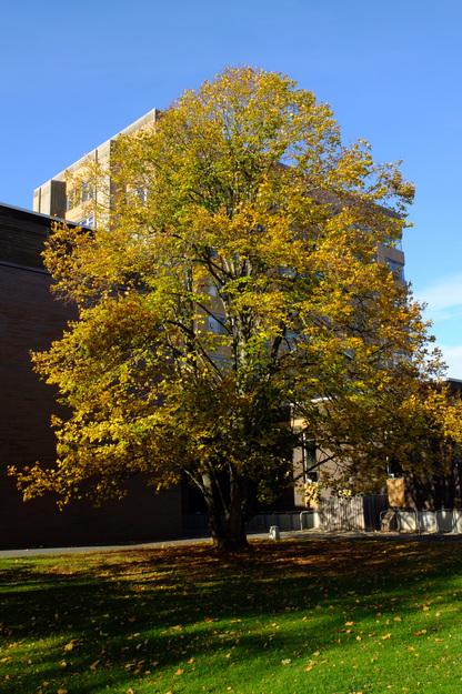 Photo of Tilia platyphyllos