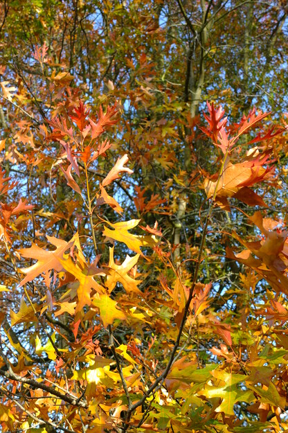 November close-up photo