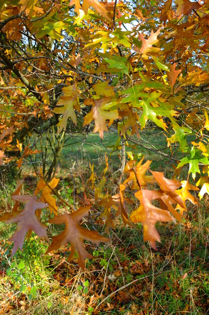November close-up photo