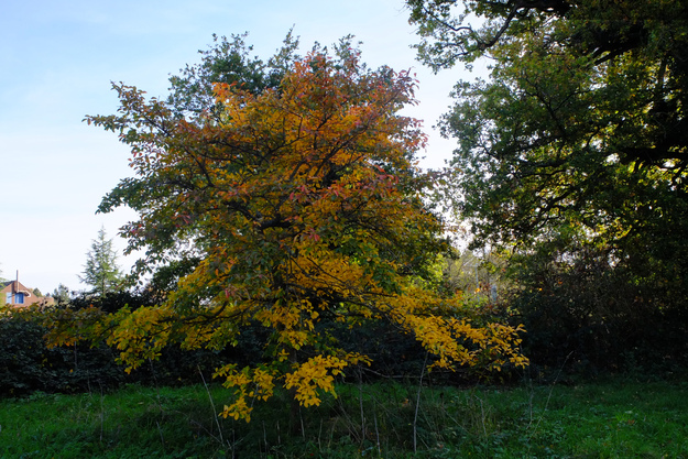 East lake park tree photo