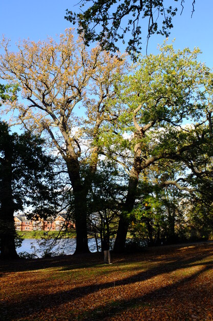 East lakeside tree photo