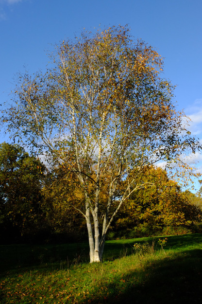 East lakeside tree photo