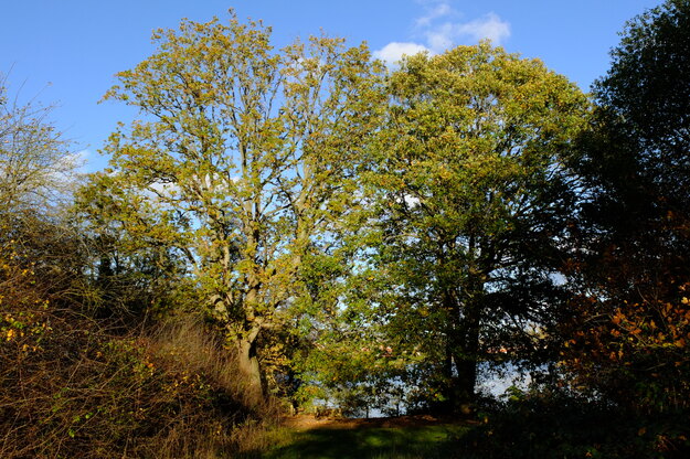 West lakeside tree photo