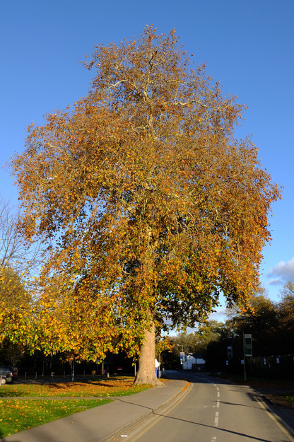 Enterprise lawn tree photo