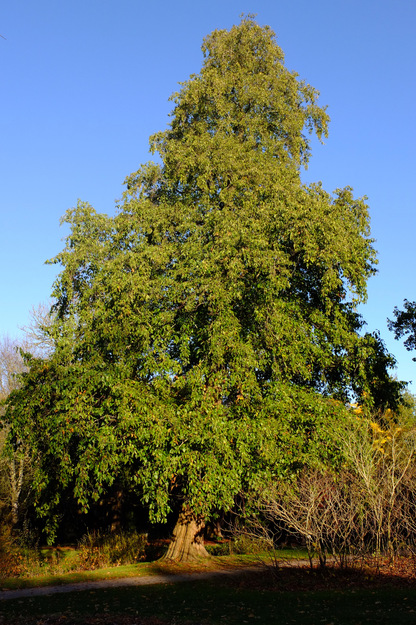November tree photo