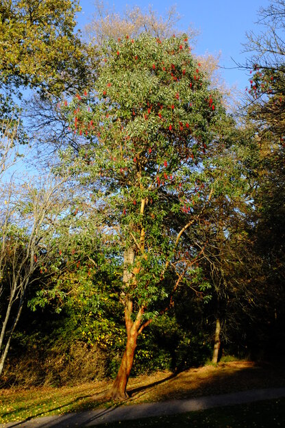 November tree photo