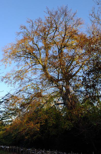 Harris Garden tree photo