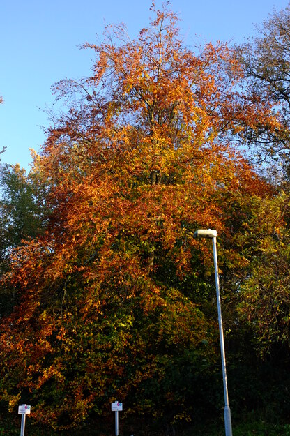 Zuckerman East tree photo