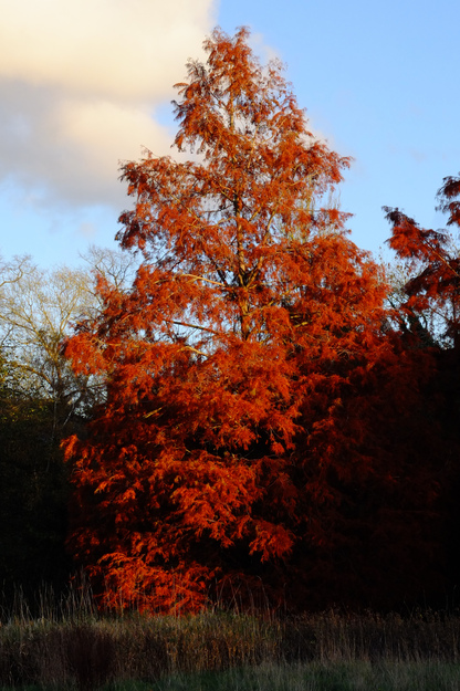 Southern meadow tree photo