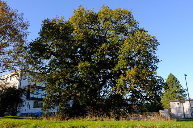 November tree photo