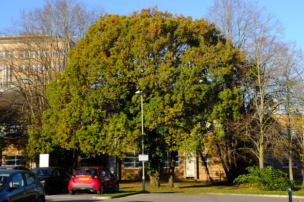 November tree photo