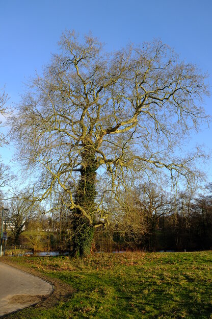 January tree photo