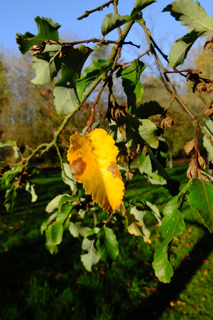November close-up photo