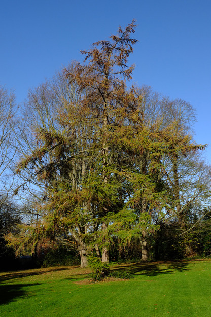 November tree photo
