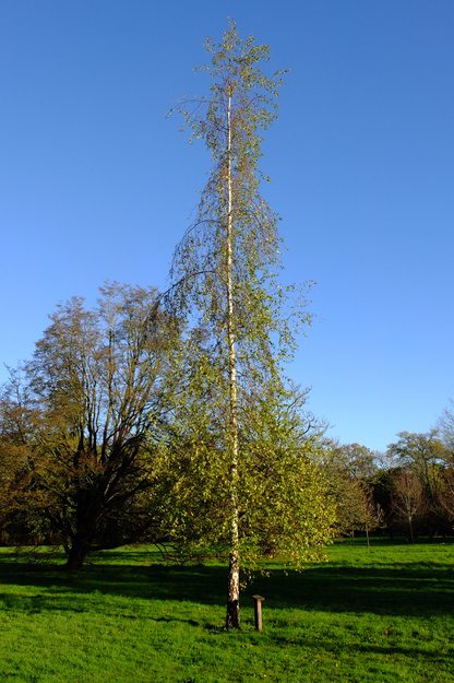 Harris Garden tree photo