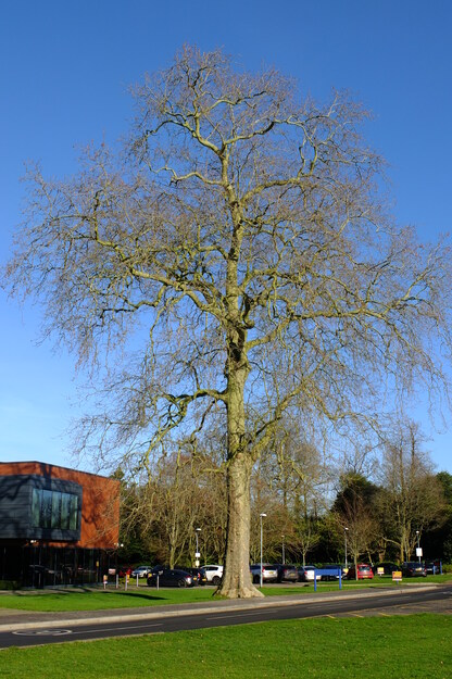 January tree photo