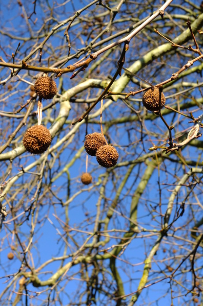 January close-up photo