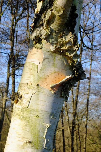 January close-up photo