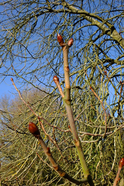 January close-up photo